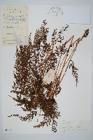 烏蕨藏品圖，第1張