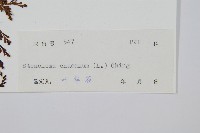 烏蕨藏品圖，第2張