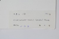 盾蕨藏品圖，第2張