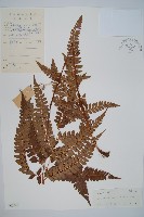 屋久複葉耳蕨藏品圖，第1張