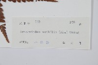 屋久複葉耳蕨藏品圖，第2張