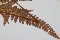 屋久複葉耳蕨藏品圖，第3張