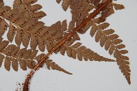 屋久複葉耳蕨藏品圖，第4張