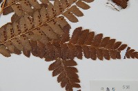 屋久複葉耳蕨藏品圖，第5張
