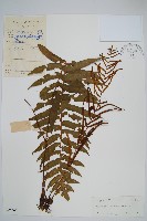 鐮葉瘤足蕨藏品圖，第1張