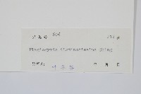 鐮葉瘤足蕨藏品圖，第2張