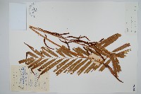 華南紫萁藏品圖，第1張