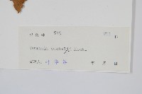 華南紫萁藏品圖，第2張