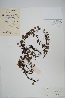 抱樹蓮藏品圖，第1張