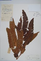 奇數鱗毛蕨藏品圖，第1張