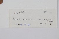 奇數鱗毛蕨藏品圖，第2張