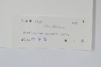 細葉碎米蕨藏品圖，第2張