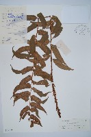 貫眾蕨藏品圖，第1張