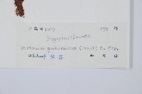 貫眾蕨藏品圖，第2張