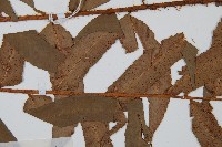 貫眾蕨藏品圖，第4張