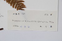 兩色鱗毛蕨藏品圖，第2張