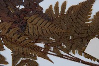 兩色鱗毛蕨藏品圖，第3張