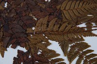 兩色鱗毛蕨藏品圖，第4張