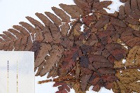 兩色鱗毛蕨藏品圖，第5張