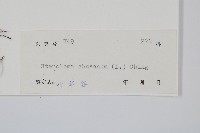 烏蕨藏品圖，第2張