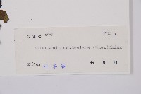 江南短腸蕨藏品圖，第3張