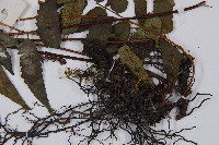 江南短腸蕨藏品圖，第4張