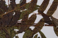 江南短腸蕨藏品圖，第5張