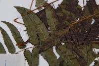 江南短腸蕨藏品圖，第6張