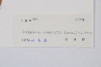 柄葉鱗毛蕨藏品圖，第2張