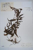 密腺副金星蕨藏品圖，第1張