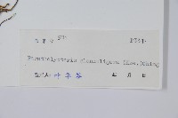 密腺副金星蕨藏品圖，第2張