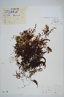 蕗蕨藏品圖，第1張