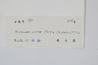 蕗蕨藏品圖，第2張