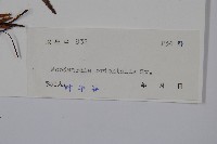 東方狗脊蕨藏品圖，第2張