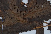 東方狗脊蕨藏品圖，第4張