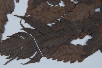 東方狗脊蕨藏品圖，第5張