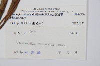 崇澍蕨藏品圖，第2張