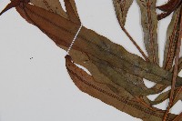 崇澍蕨藏品圖，第3張