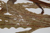 崇澍蕨藏品圖，第4張