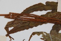 崇澍蕨藏品圖，第5張