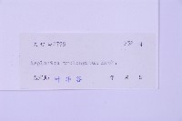 長生鐵角蕨藏品圖，第2張