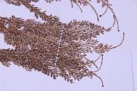 長生鐵角蕨藏品圖，第3張