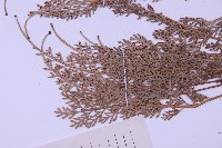 長生鐵角蕨藏品圖，第4張