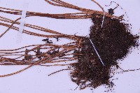 長生鐵角蕨藏品圖，第5張