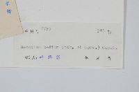 蕗蕨藏品圖，第2張