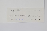 翠雲草、藍草藏品圖，第2張