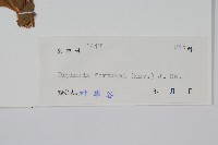 槲蕨藏品圖，第2張