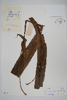 大星蕨藏品圖，第1張