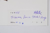 單葉雙蓋蕨藏品圖，第2張