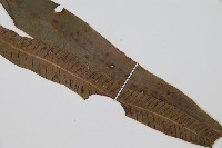 單葉雙蓋蕨藏品圖，第3張